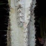 Cereus jamacaru Лист