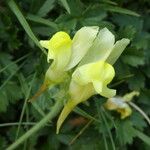 Linaria supina Flower