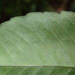 Bolbitis auriculata Leaf