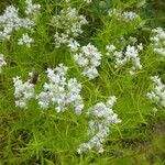 Pycnanthemum tenuifolium Květ