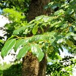 Diospyros lotus Leaf