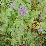 Phacelia tanacetifolia 整株植物