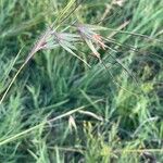 Themeda triandra Fula