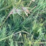 Themeda triandra Květ