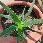 Aloe arborescens Hoja