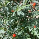 Solanum pseudocapsicum 果實