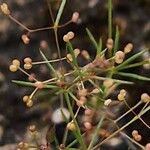 Galium setaceum फल