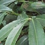 Ardisia crenata برگ