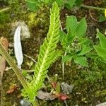 Achillea setacea Fuelha