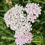 Achillea × roseoalba 花