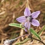 Solanum lanzae Fleur