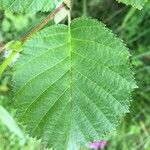 Alnus alnobetula Liść