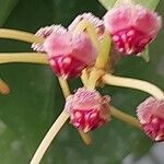 Hoya micrantha Frutto