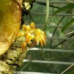 Bulbophyllum angustifolium പുഷ്പം