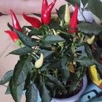 Capsicum frutescens Фрукт