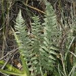 Notholaena aschenborniana Hoja