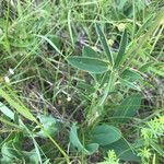 Anthyllis vulneraria Blatt