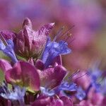 Salvia pachyphylla Цвят
