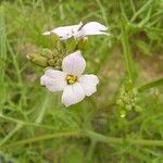 Erucaria hispanica Λουλούδι