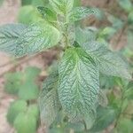 Solanum muricatum Blatt