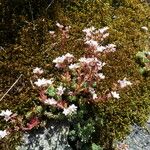 Sedum hirsutum Hábito