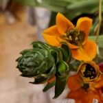 Ornithogalum dubium Blomst
