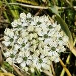 Allium nigrum Fiore