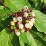 Cornus sericeaFruto