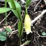 Uvularia puberula Blüte