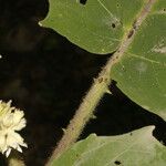 Solanum candidum Bark