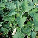 Datura inoxia Leaf