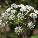 Thapsia nestleri Blüte