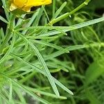 Coreopsis verticillata Ліст