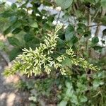 Ligustrum ovalifoliumFlower