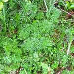 Seseli peucedanoides Hoja