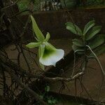 Angraecum eichlerianum Kwiat