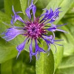 Centaurea montana Λουλούδι