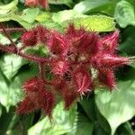 Rubus phoenicolasius Mbuma