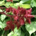 Rubus phoenicolasius Fruit