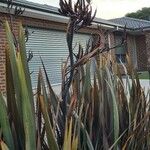 Phormium tenaxLeaf