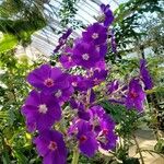 Tibouchina urvilleana Virág