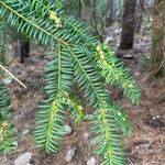 Taxus baccata Hoja