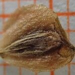 Sagittaria graminea Gyümölcs
