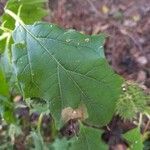 Datura stramonium Лист