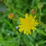 Crepis setosa 花