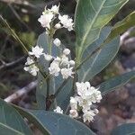 Guioa glauca Flor