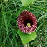 Aristolochia elegans Flor