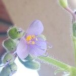 Tinantia erecta Blüte
