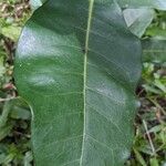 Amphitecna latifolia Yaprak