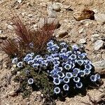 Gentiana depressa Fiore